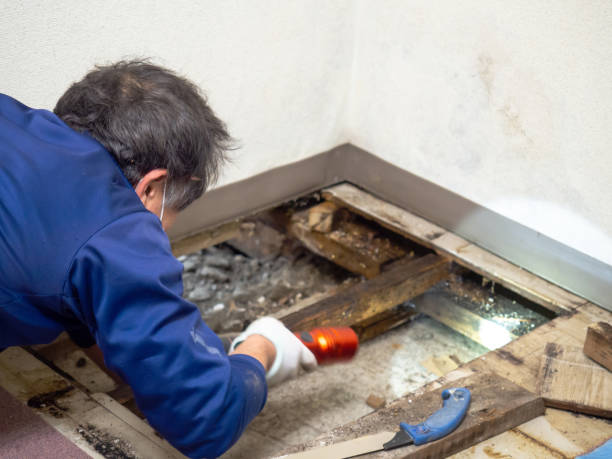 Best Black Mold Remediation in Nacogdoches, TX