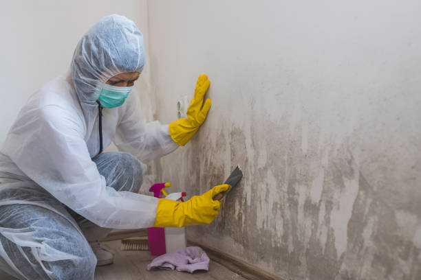 Professional Mold Remediation in Nacogdoches, TX