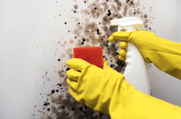 Best HVAC Mold Remediation in Nacogdoches, TX