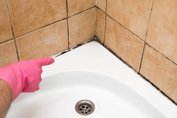 Best Attic Mold Remediation in Nacogdoches, TX